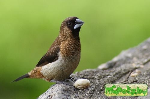 Lonchura striata
