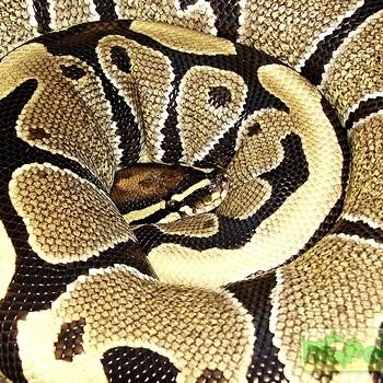 Python regius