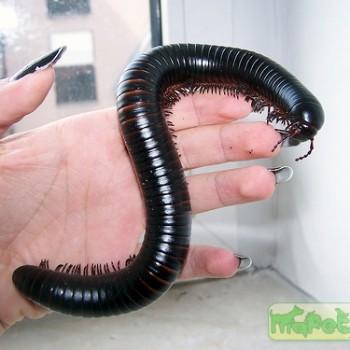 Archispirostreptus gigas