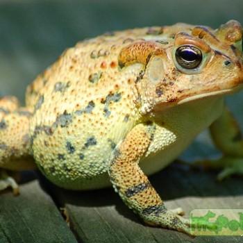 Bufo terrestris