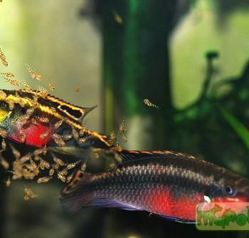 Pelvicachromis pulcher
