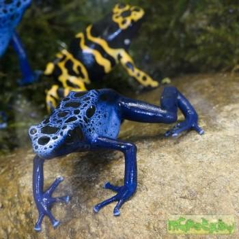 Dendrobates azureus