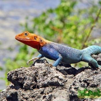 Agama agama
