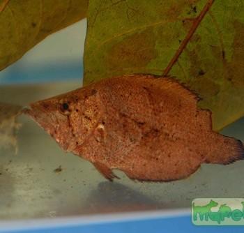 Monocirrhus polyacanthus