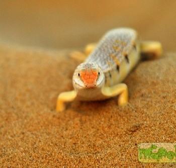 Scincus scincus