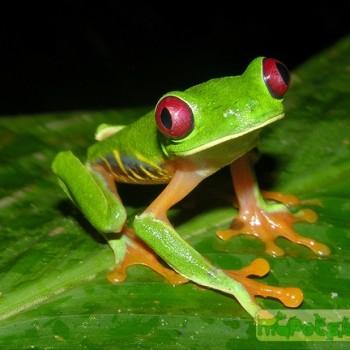 Agalychnis