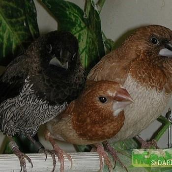 lonchura domestica