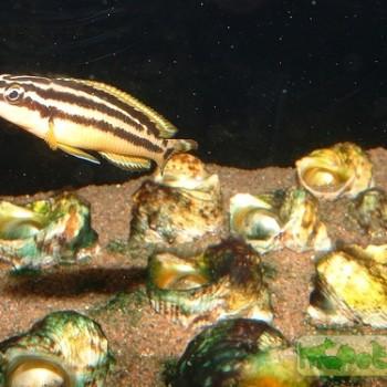 Julidochromis ornatus