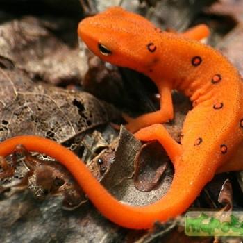 Notophthalmus viridescens