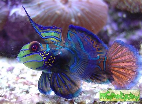 Synchiropus splendidus