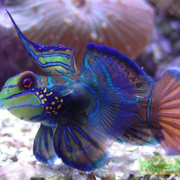 Synchiropus splendidus