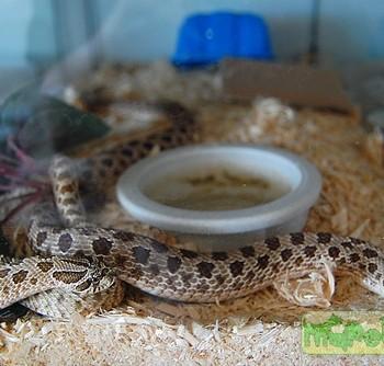 Heterodon nasicus