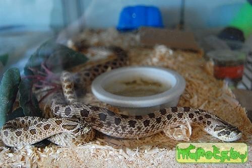 Heterodon nasicus