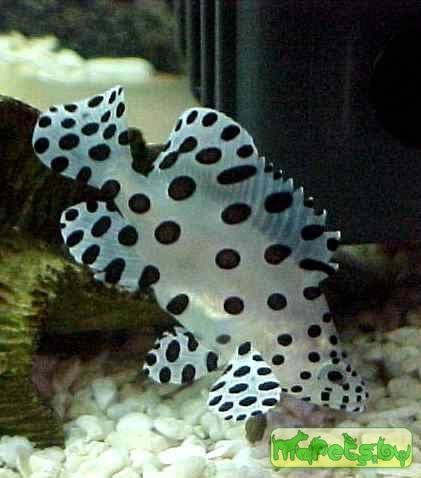Chromileptes altivelis