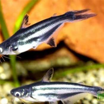 Pangasius sutchii