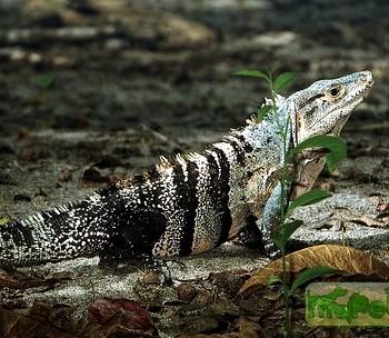 Ctenosaura similis