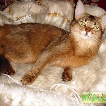 Сомалийская кошка
