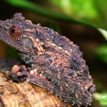 Theloderma leporosum