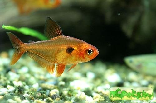 Megalamphodus sweglesi