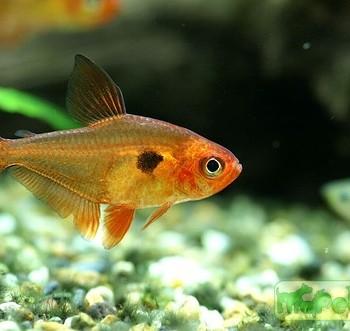 Megalamphodus sweglesi