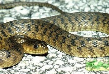 Nerodia floridana