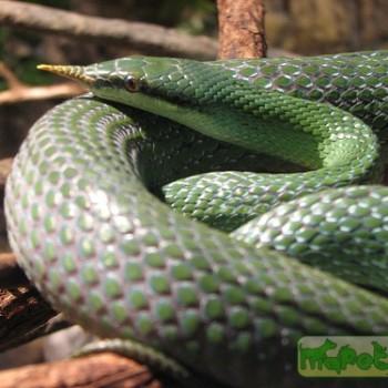 Rhynchophis boulengeri