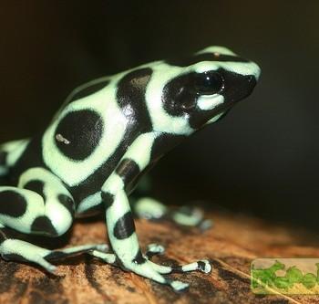 Dendrobates auratus