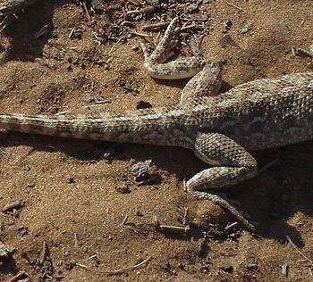 Trapelus sanguinolentus