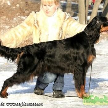 Шотландский сеттер
