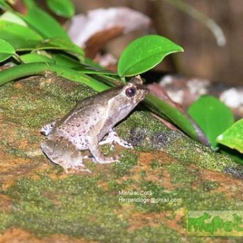 Xenophrys aceras