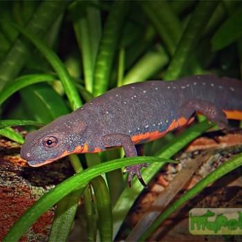 Cynops orientalis