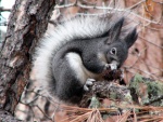 Sciurus
