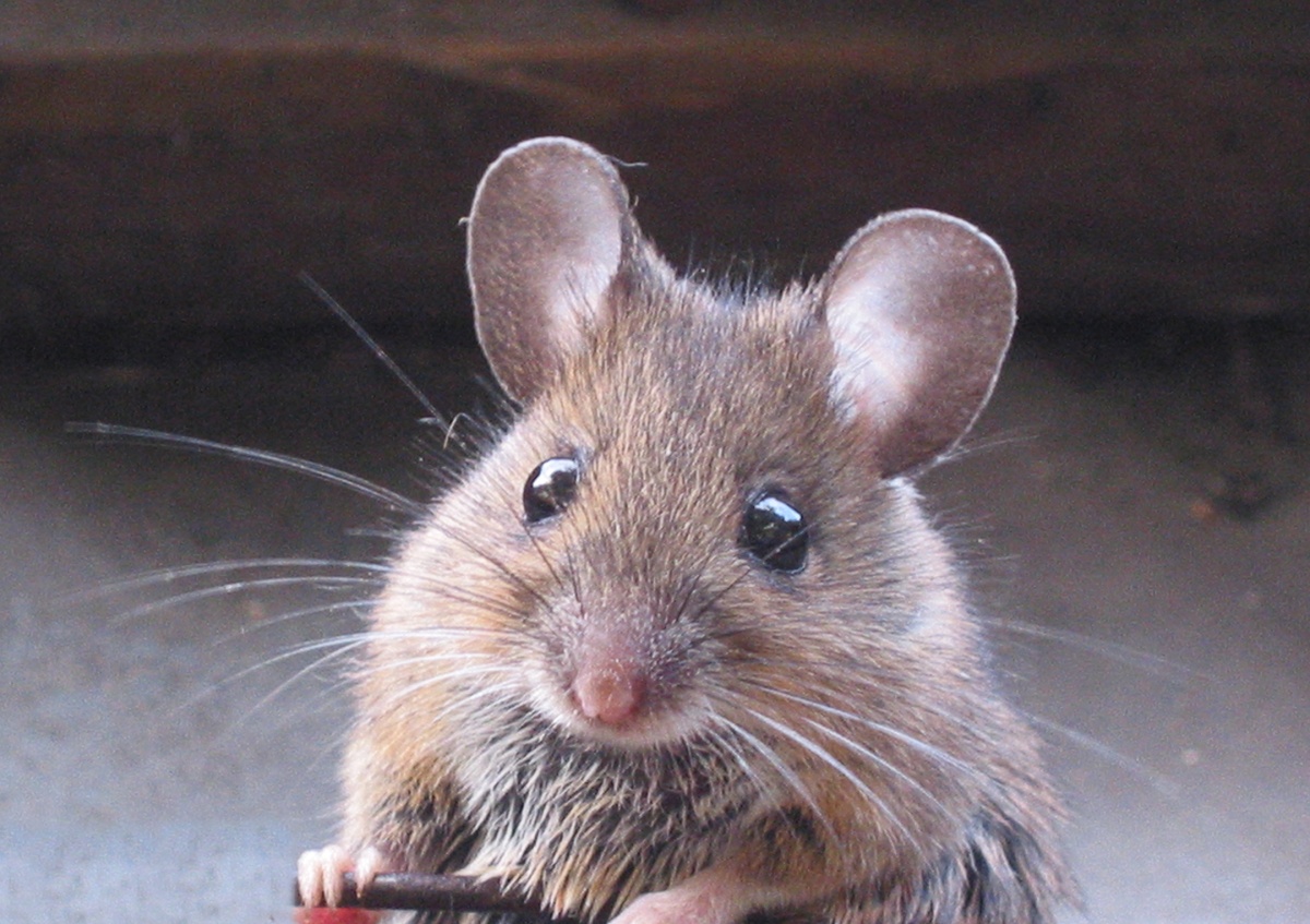 Muridae