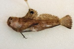 Blennius ocellaris