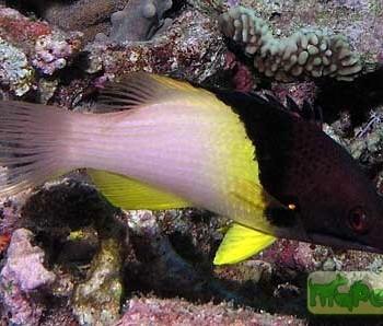 Bodianus mesothorax