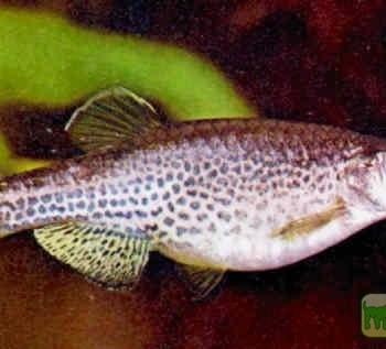 Brachydanio frankei