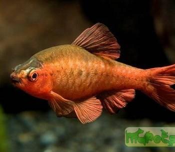 Capoeta titteya