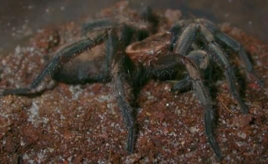 Acanthogonatus franckii