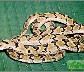 Dasypeltis scabra