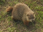 Marmota