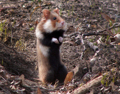 Cricetinae