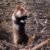 Cricetinae