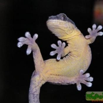 Homopholis fasciata