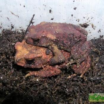Bufo galeatus