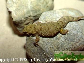 Pachydactylus tuberculosus