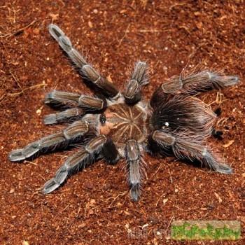 Pamphobeteus sp