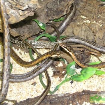 Psammophis tanganicus
