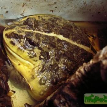 Pyxicephalus edulis