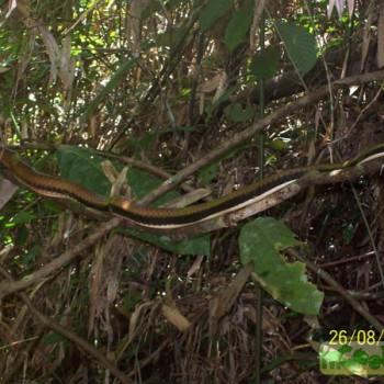 Dendrelaphis striatus