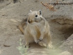 Gerbillinae